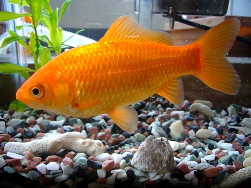 common_goldfish_1