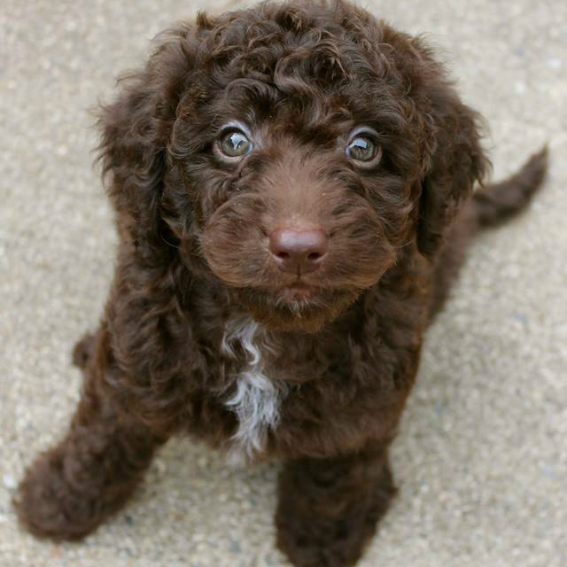 henry-chocolate-labradoodle-10